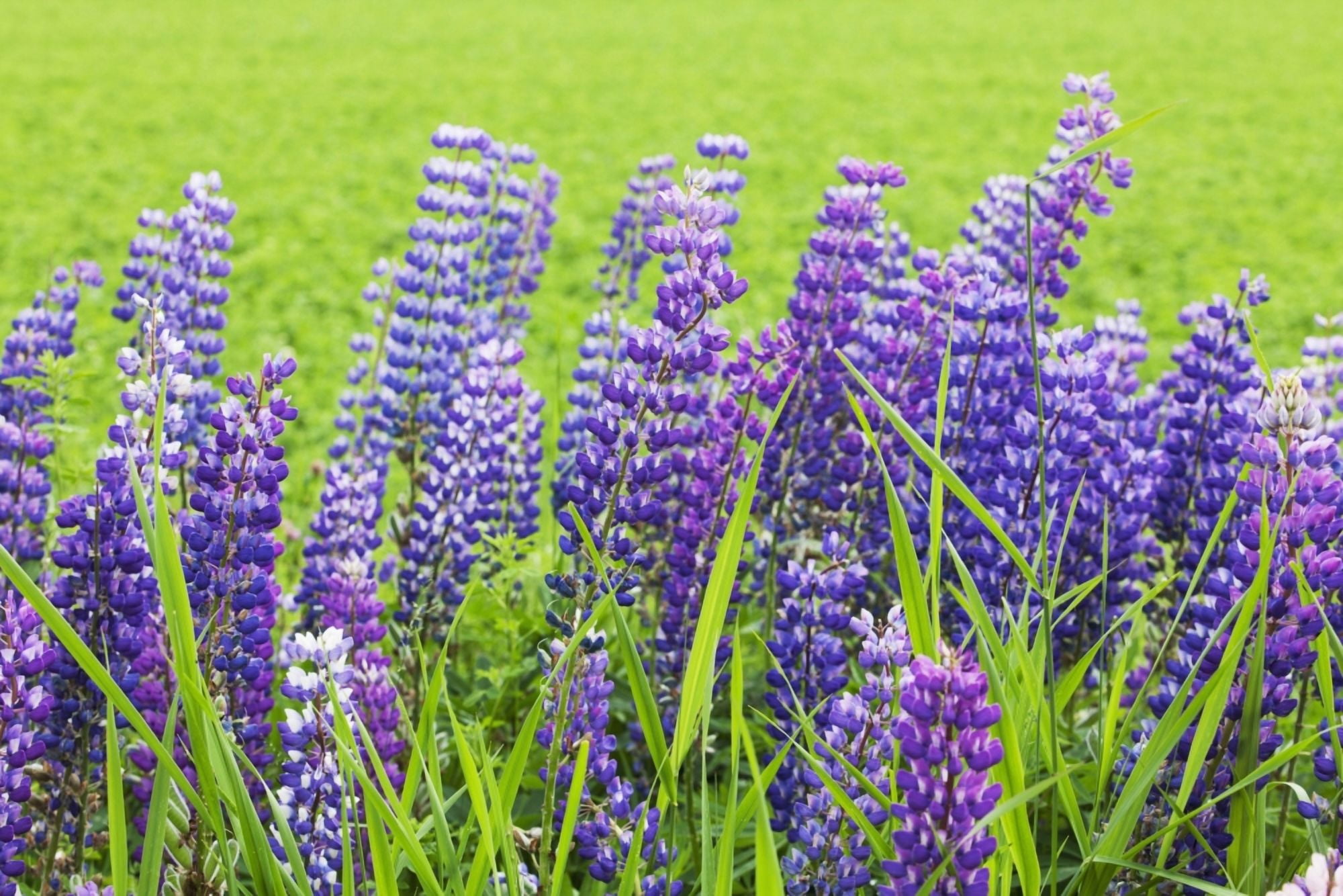 Purple Lupines Thunder Bay Ontario Canada Canvas Art - Susan Dykstra Design Pics (38 x 26)