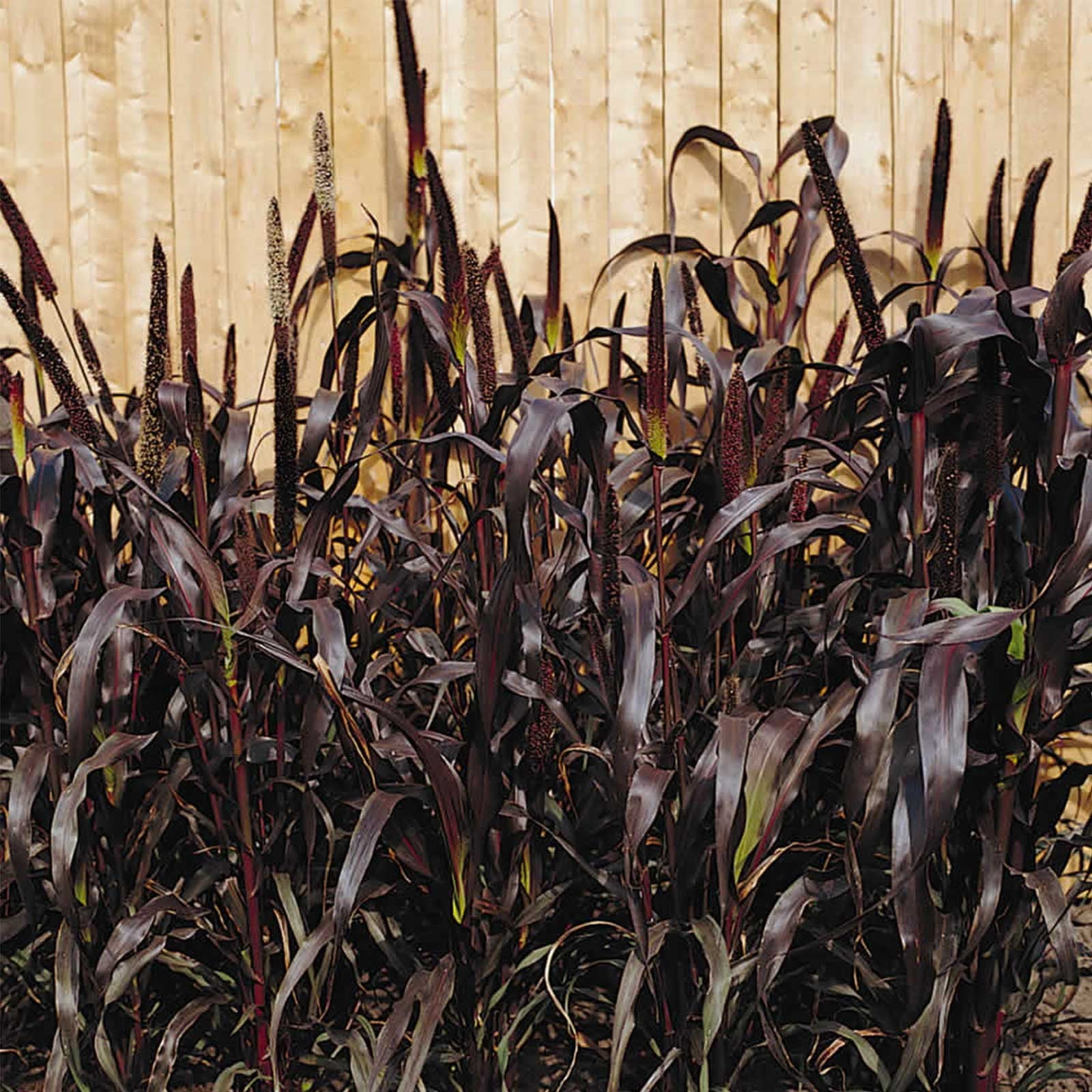 Mountain Valley Seed Company Ornamental Millet