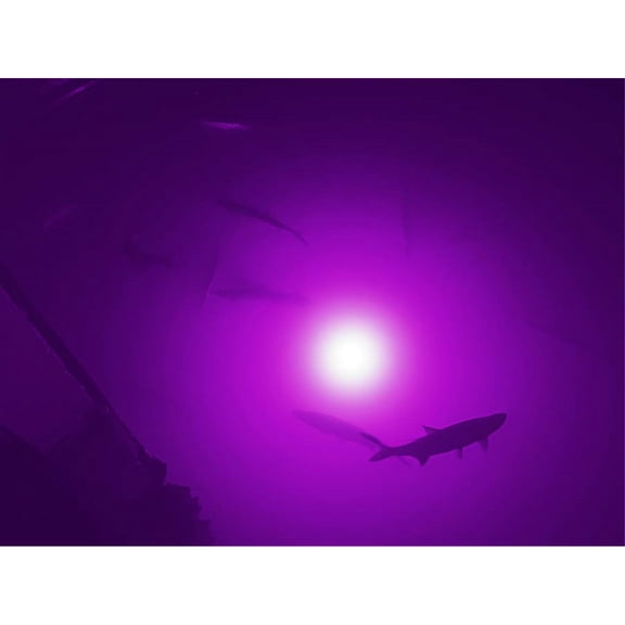 Purple Mega-Watt Underwater LED Lighting System (80 foot power cord)