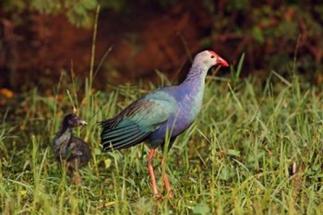 Purple Moorhen and young birds Keoladeo NP India Canvas Art - Jagdeep Rajput DanitaDelimont (36 x 24)