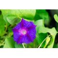 Purple Morning Glory Climbing OIF8 Vine 100 Seeds to Plant Beautiful