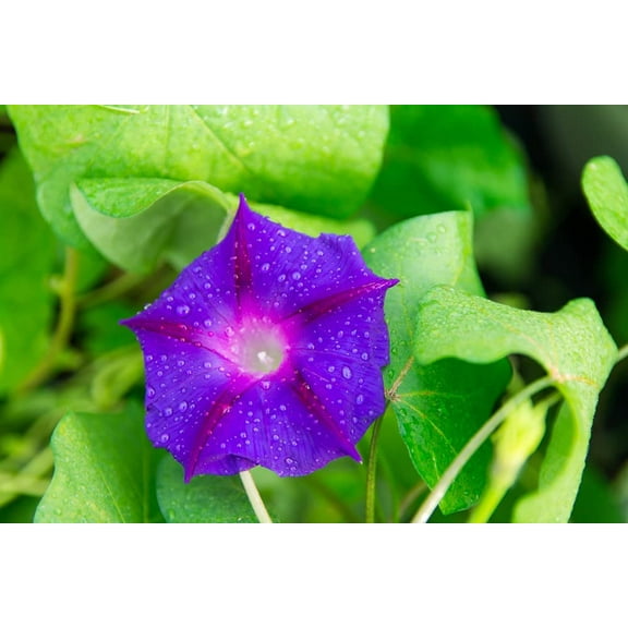 Purple Morning Glory Climbing Vine| 100 Seeds to Plant | Beautiful Flowering Vine "Grandpa OTT" Purple Morning Glory Seeds