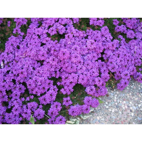 Purple Moss Verbena Seeds | 100 Seeds | Stunning Groundcover with Purple Blooms