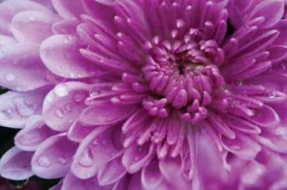 Purple Mum I Canvas Art - Erin Berzel (12 x 18)