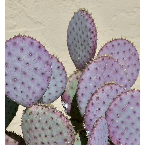 Purple Opuntia Santa Rita Plant Purple Prickly Pear Live Cactus Plant 3"Pot