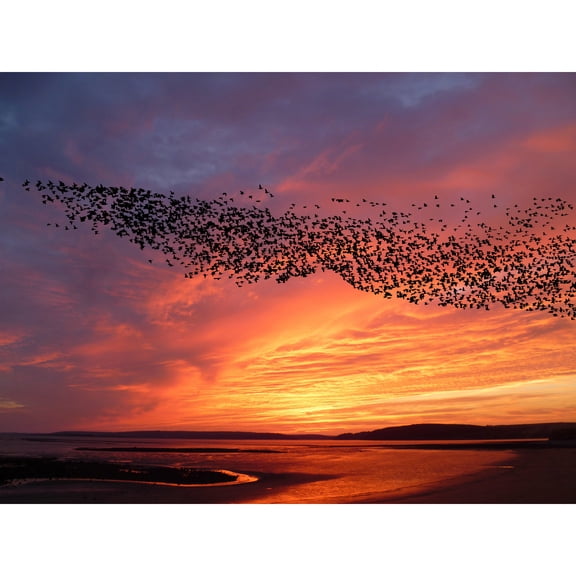 Purple Orange Sunset Flock Birds Landscape Photo Extra Large XL Wall Art Poster Print