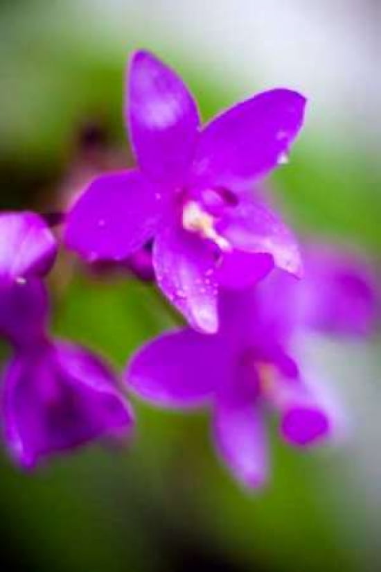 Purple Orchid I Canvas Art - Bob Stefko (12 x 18)