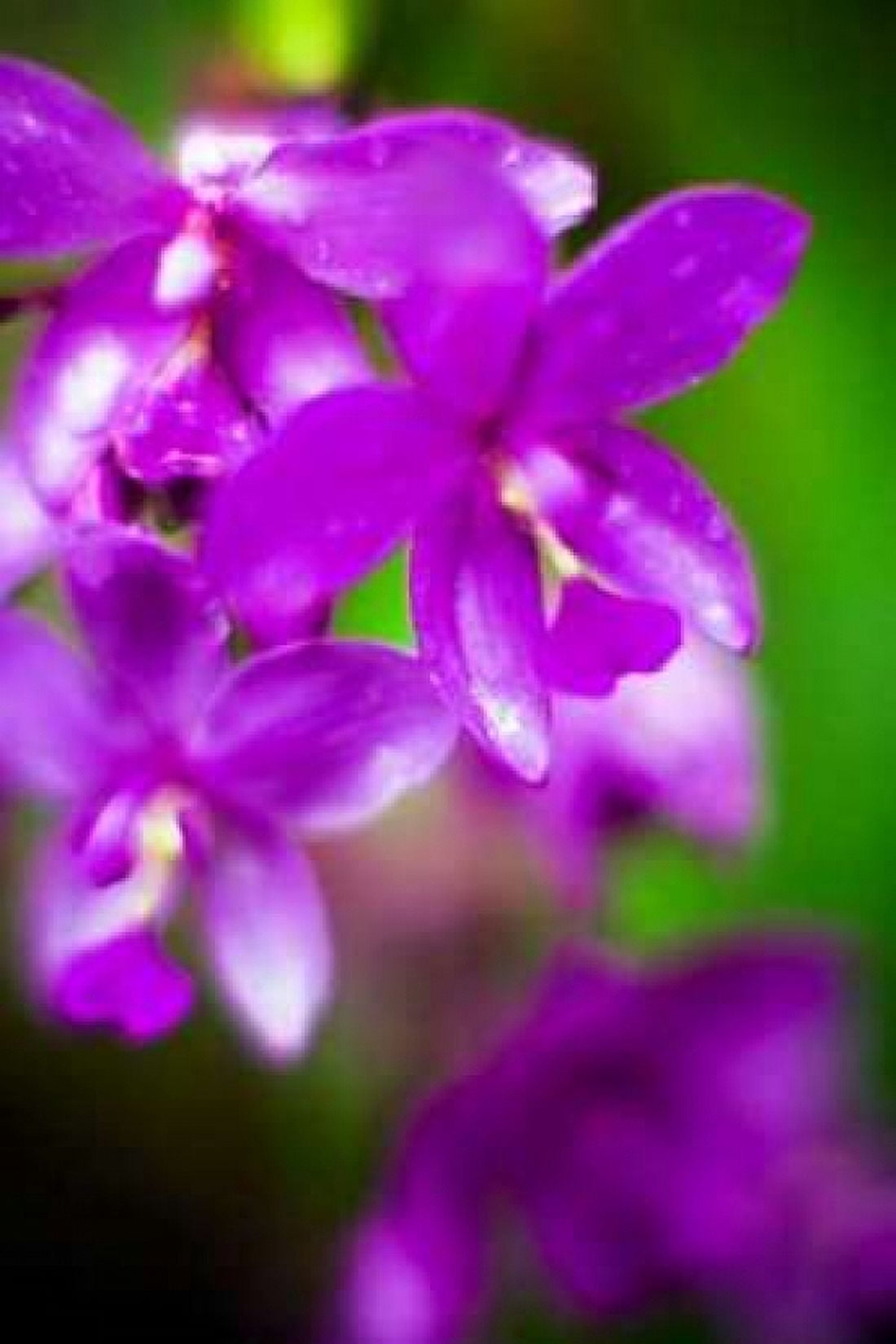 Purple Orchid II Canvas Art - Bob Stefko (24 x 36)