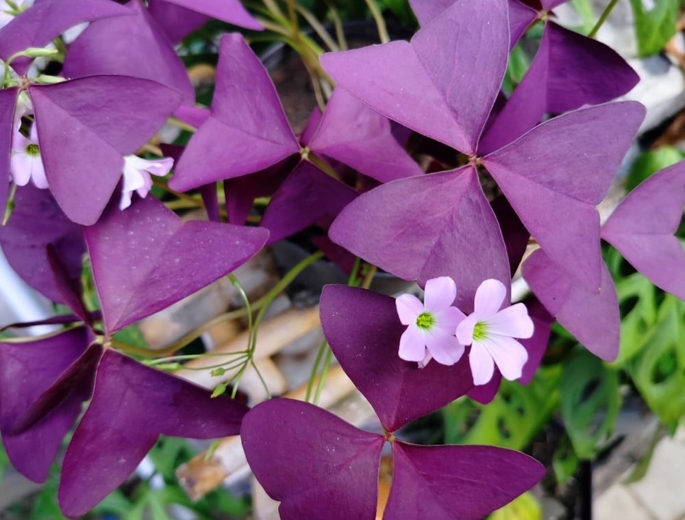 Purple Oxalis Triangularis Bulbs  10 Pack | Purple Shamrock Plant for  Indoor or Outdoor Growing - Walmart Business Supplies