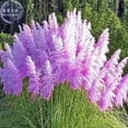 thumbnail image 1 of Purple Pampas 50 Seeds Purple Pampas Grass, 1 of 1
