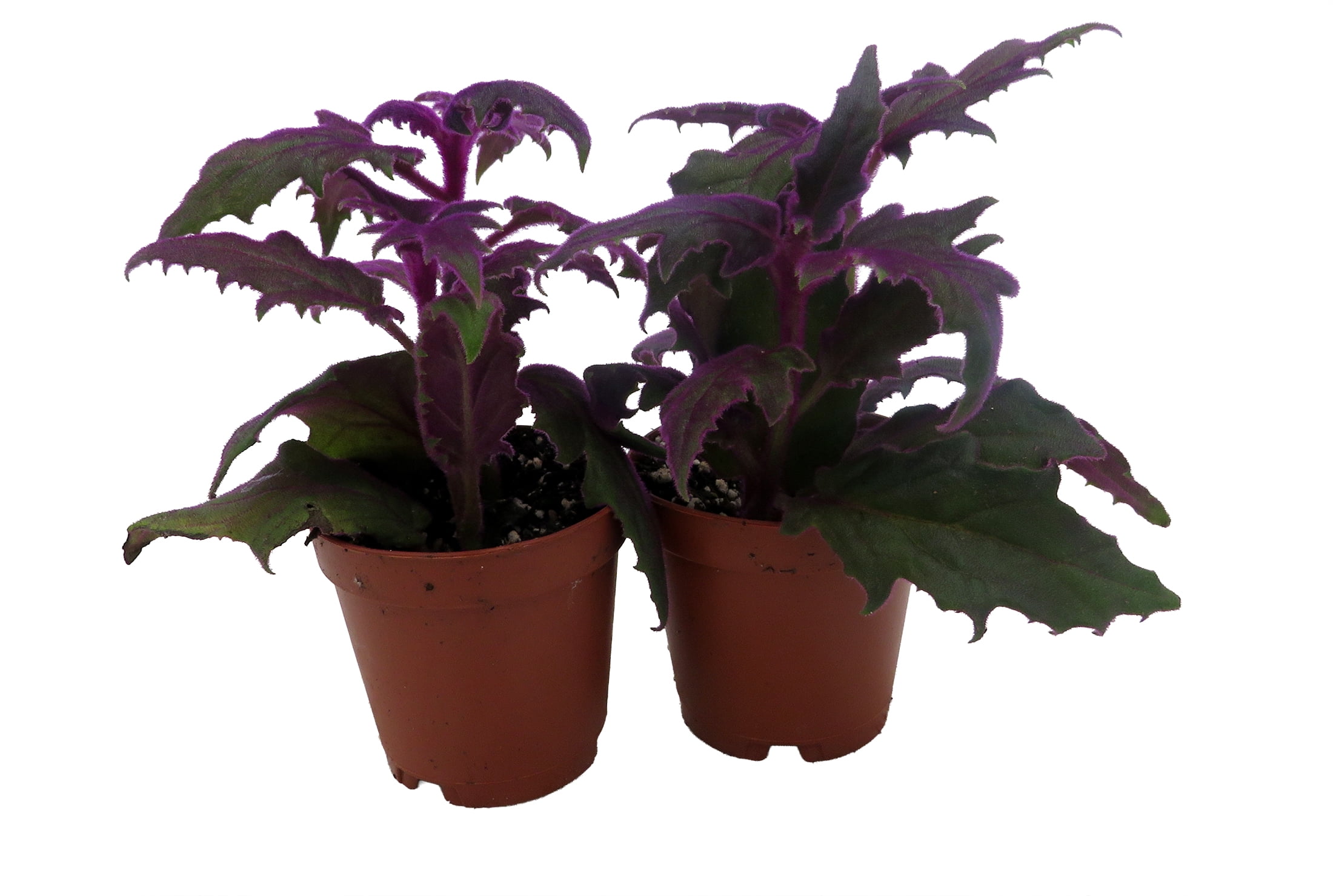 Purple Passion - 2 Easy to Grow Live Houseplants, Gynura, Indoor, 2"" Pots"  - Walmart.com