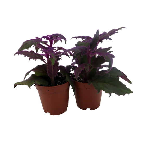 Purple Passion - 2 Live Plants 2" Pots - EROTIC - Gynura - Indoors
