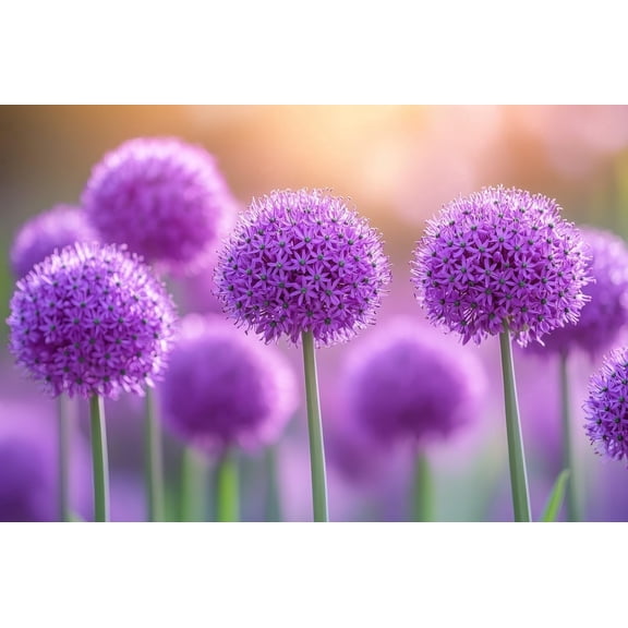 Purple Passion Allium Bulbs for Planting - Large Round Blooms are Deer Resistant and Attract Pollinators (5 Bulbs)