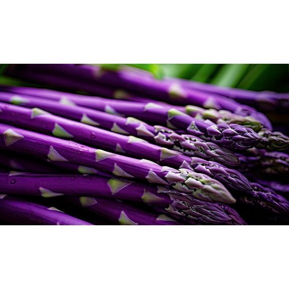 Purple Passion Asparagus Bare Root Plants to Grow - 2yr Crowns - Grow Colorful and Delicious Purple Asparagus (5 Crowns)