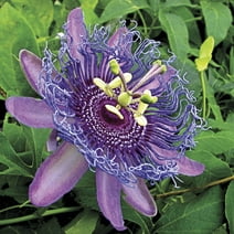 Purple Passion Flower Passiflora Tropical Vine Bare Root Starter Plant (1-Pack)