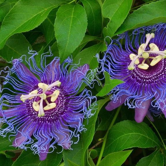 Purple Passion Flower Vine 5-7 inch Passiflora Plant, Full Sun to Partial Shade