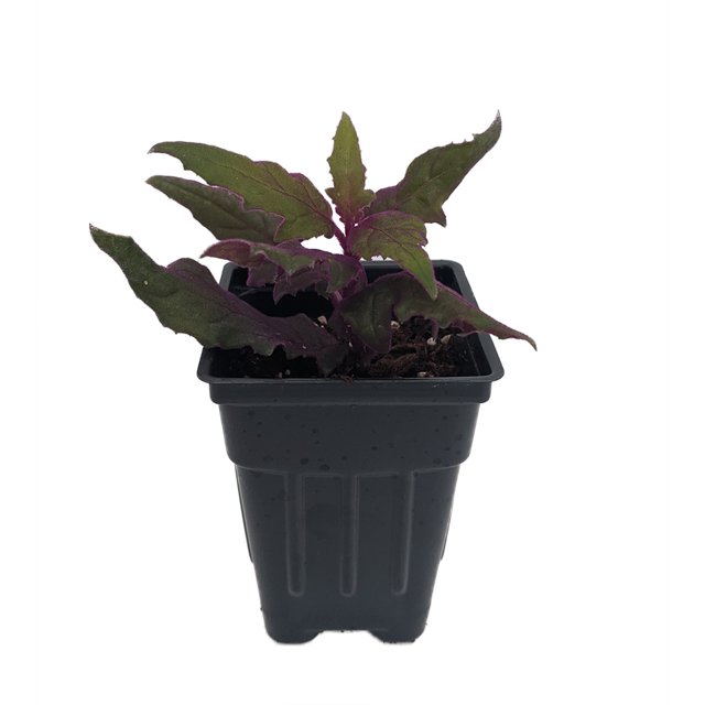 Purple Passion Plant 2.5" Pot Gynura Indoors