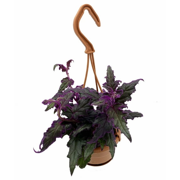 Purple Passion Plant - 4" Mini Hanging Basket - EROTIC - Gynura