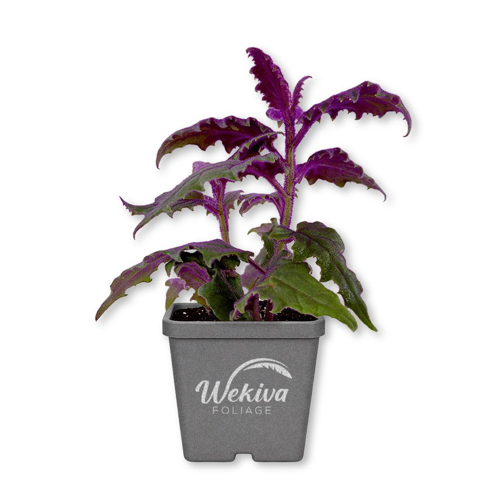 Purple Passion Plant - Royal Velvet - 2 Live Plants in 3 Inch Growers Pots - Gynura Aurantica - Beautiful Textured Colorful Foliage Indoor Houseplant
