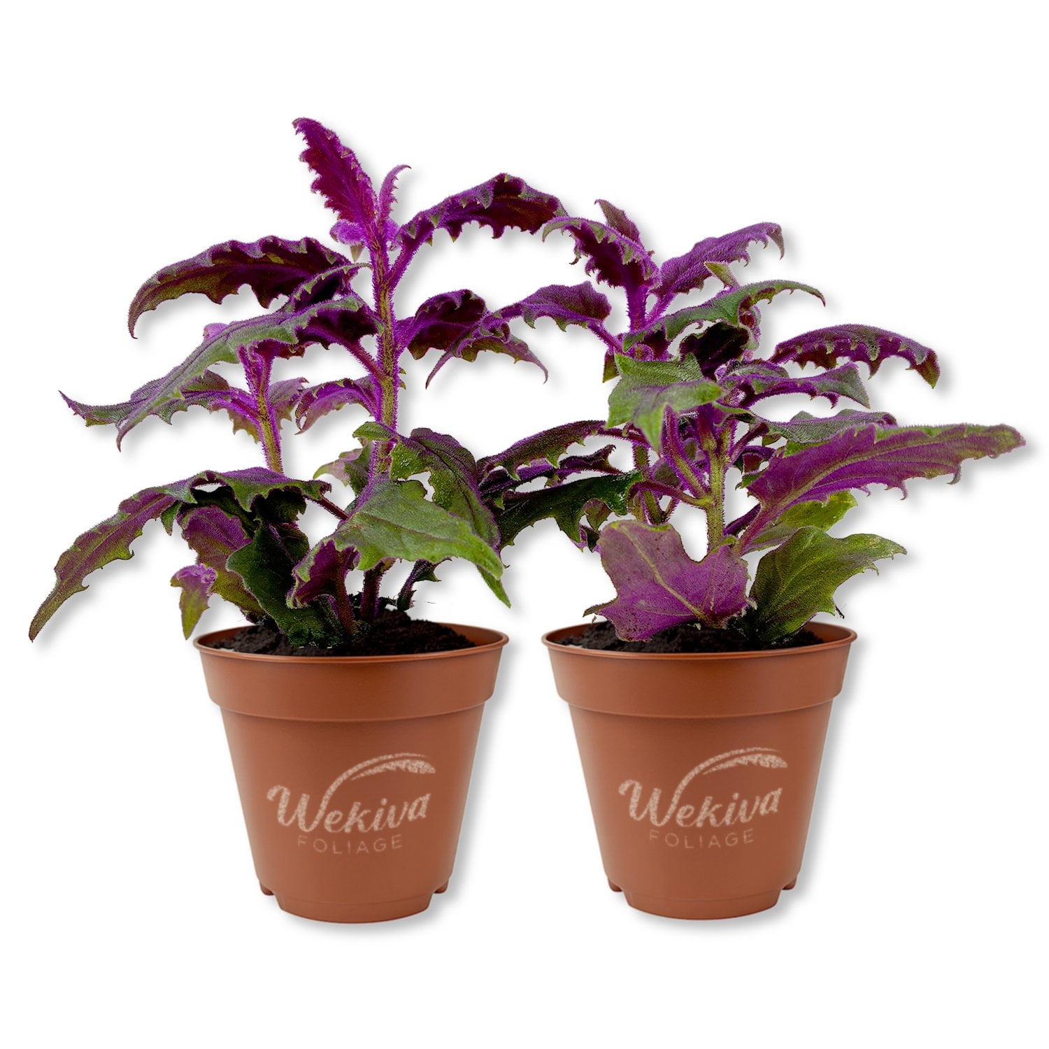 Purple Passion Plant - Royal Velvet Plant - 2 Live Starter Plants in 2 Inch Pots - Gynura Aurantica - Rare Indoor Houseplant