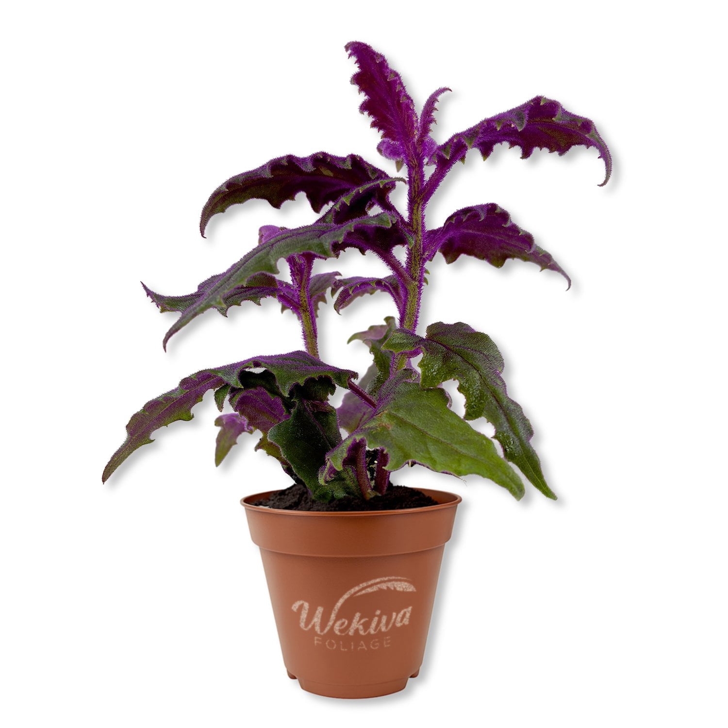 Purple Passion Plant - Royal Velvet Plant - Live Starter Plant in a 2 Inch Pot - Gynura Aurantica - Rare Indoor Houseplant