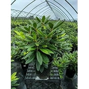 Purple Passion Rhododendron