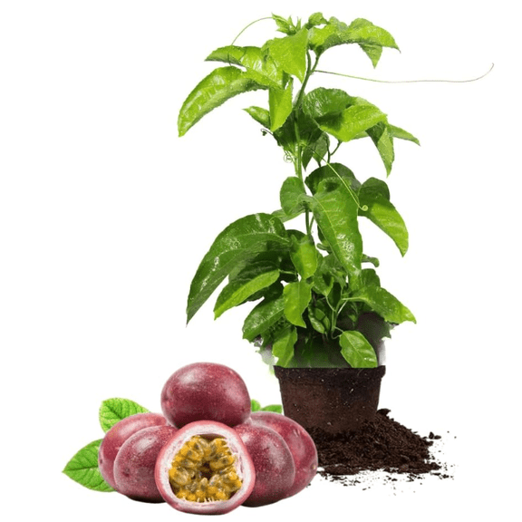 Purple Passionfruit Plant for Planting, Tropical Passion Fruit Tree 5-7 Inch Tall, Perennial Fruit Vine