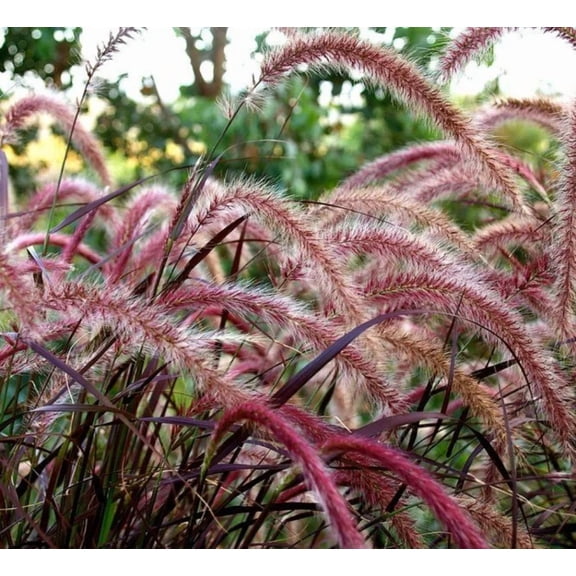 Purple Pennisetum Fountain Grass Live Starter Plant for Planting, Ornamental Grass with Purple Foliage, Well-Rooted, 4 to 6 Inch Tall, Ship No Pot