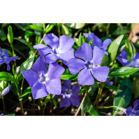 Purple Periwinkle Plants for Planting - Healthy Rootstock, Wildflower Plants, Not Seeds (3 Plants)