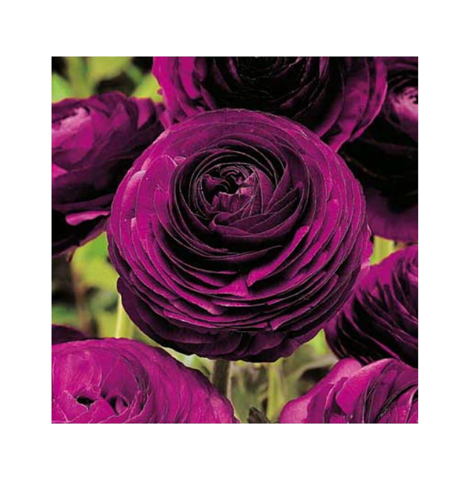 Purple Persian Buttercup 10 Bulbs 6/7cm Ranunculus Telecote Hardy
