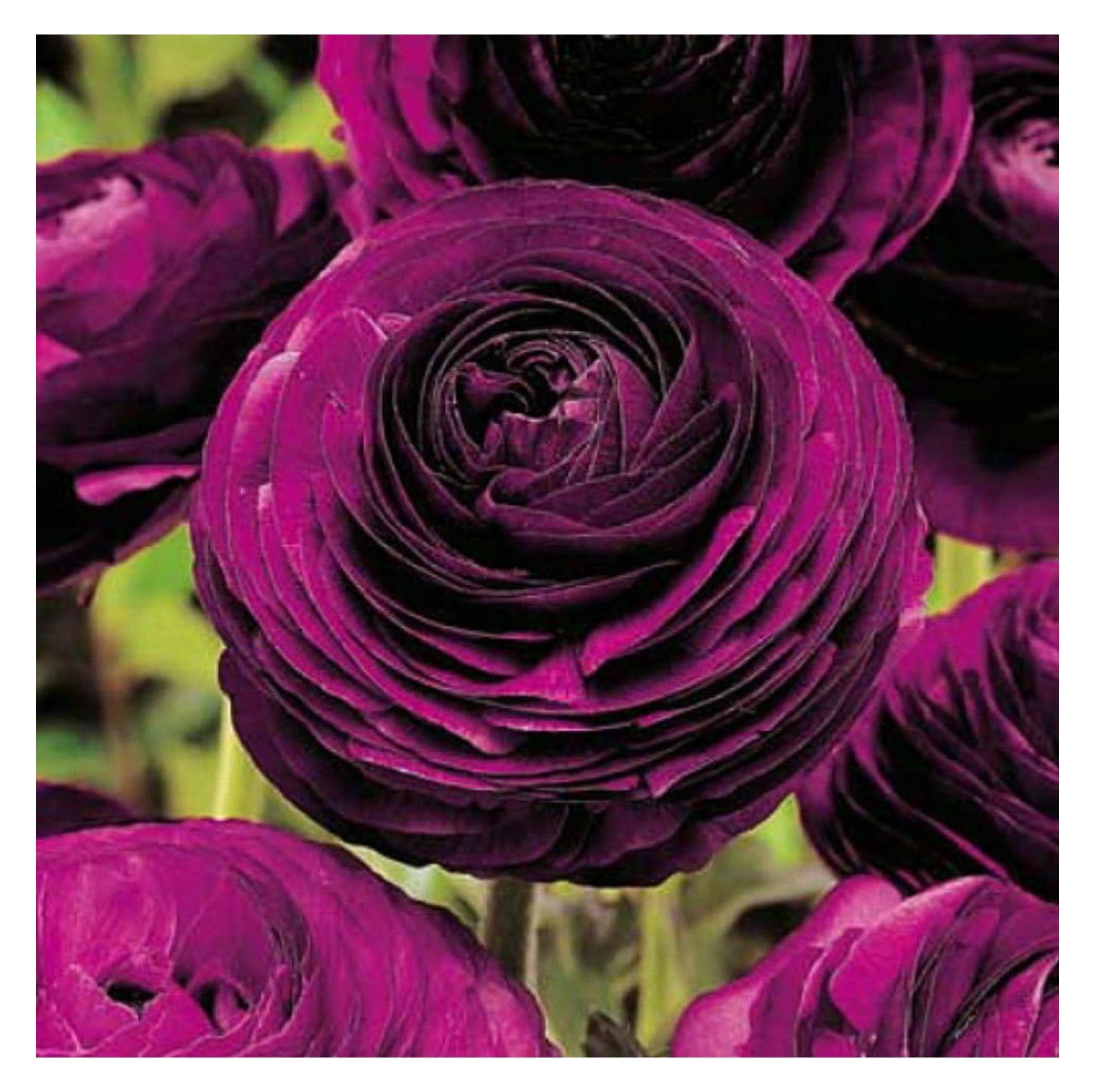 Purple Persian Buttercup 10 Bulbs 6/7cm Ranunculus Telecote Hardy