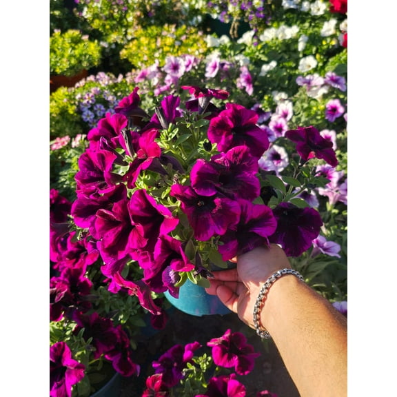 Purple Petunia 6 inch Pot - Get similar