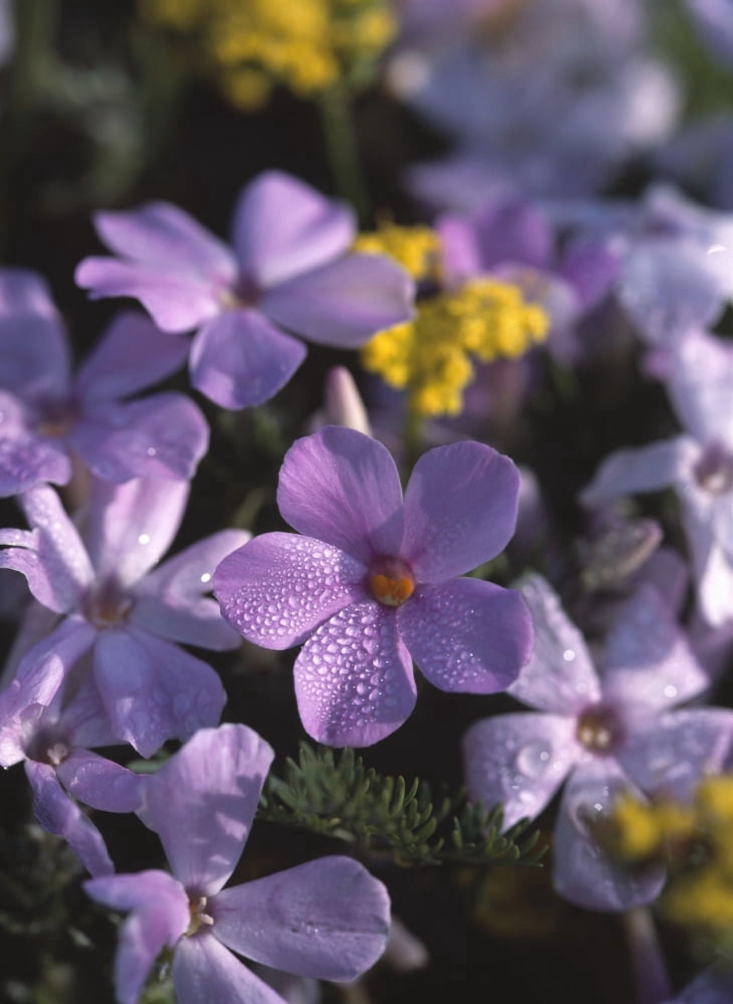 Purple Phlox Canvas Art - Natural Selection Robert Potts Design Pics (22 x 32)