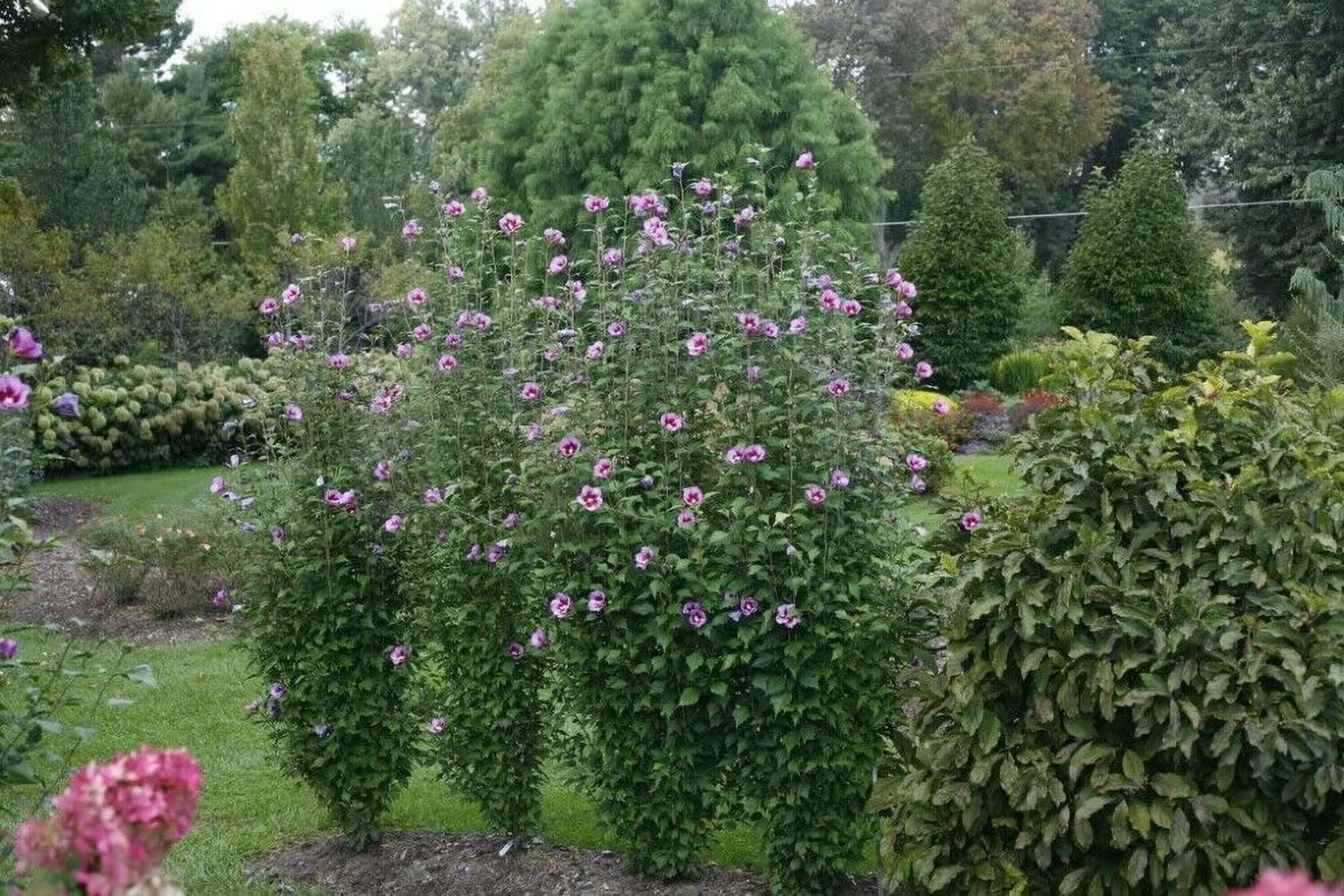 Purple Pillar Hibiscus Live Plant 4