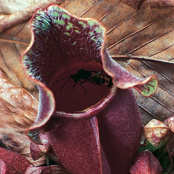 Purple Pitcher Plant (Sarracenia Purpurea), Living