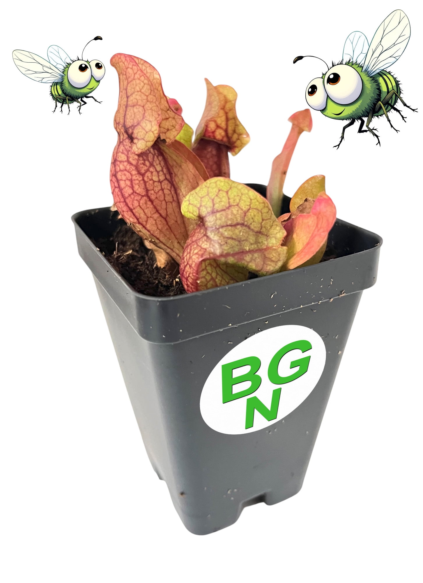 Bountiful Garden Nursery Pitcher Plant