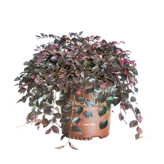Southern Living Purple Pixie Loropetalum Live Shrub in 2-Gallon Grower Pot