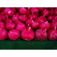 thumbnail image 1 of Purple Plum Radish Seeds/ Perennial/ Full Sun/ 44K Seeds 1lb/ Zellajake Farm and Garden - B279, 1 of 1