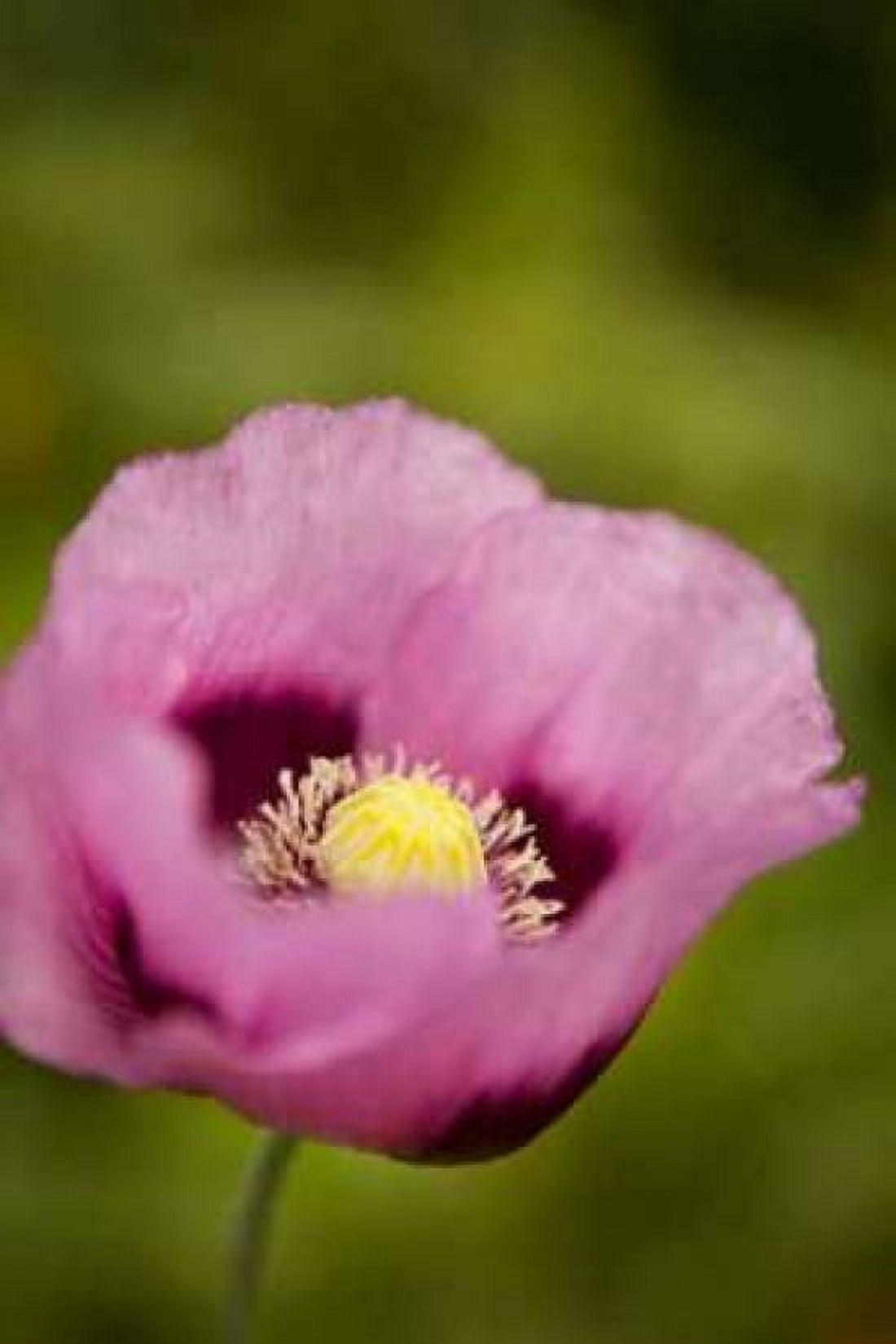 Purple Poppy I Canvas Art - Karyn Millet (12 x 18)