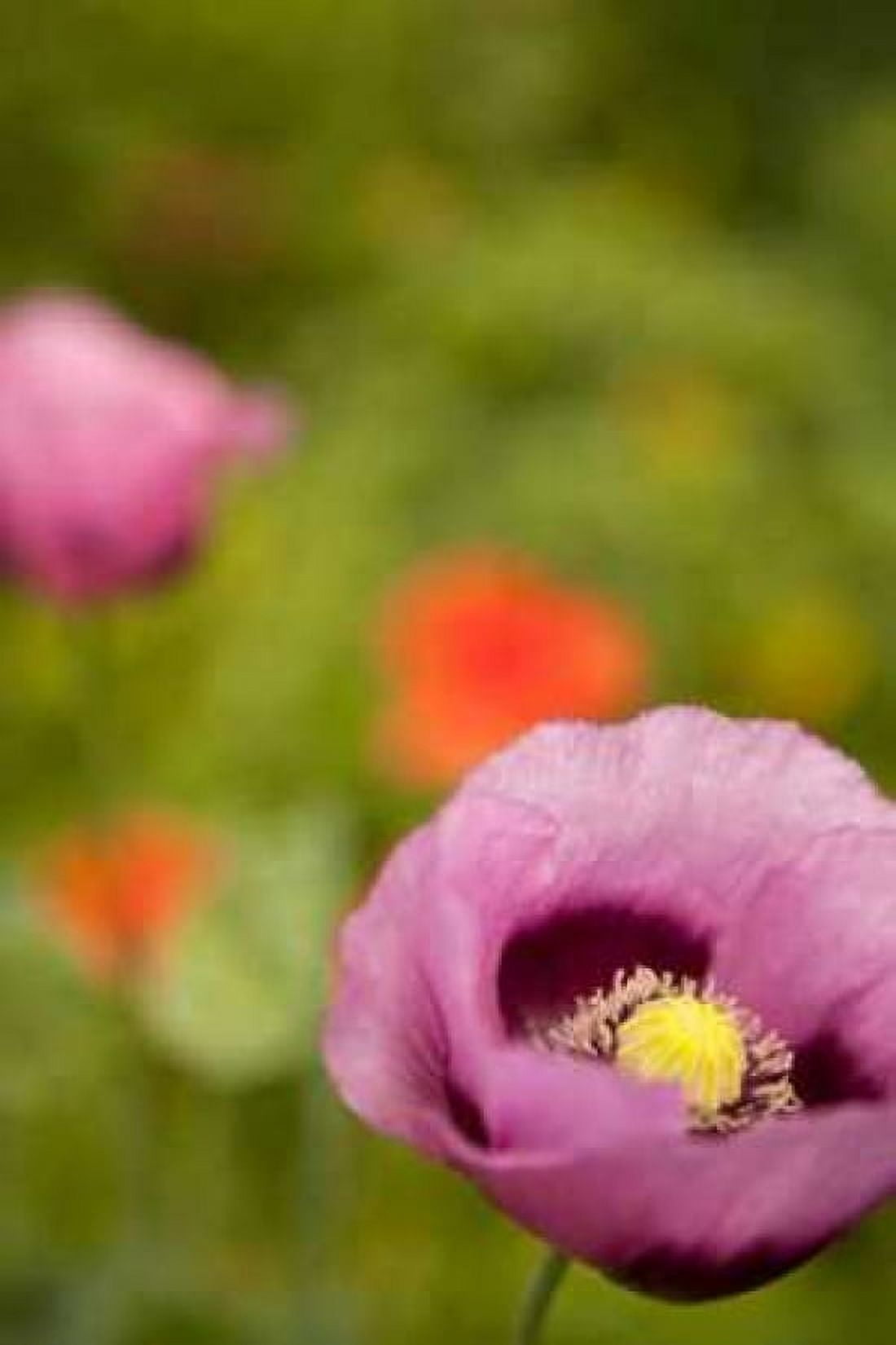 Purple Poppy II Canvas Art - Karyn Millet (24 x 36)