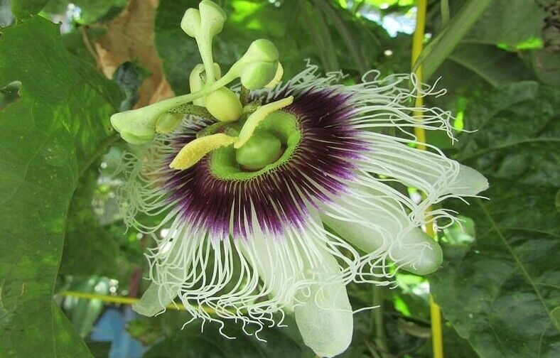 Purple Possum Passion Fruit Passiflora edulis LIVE PLANT