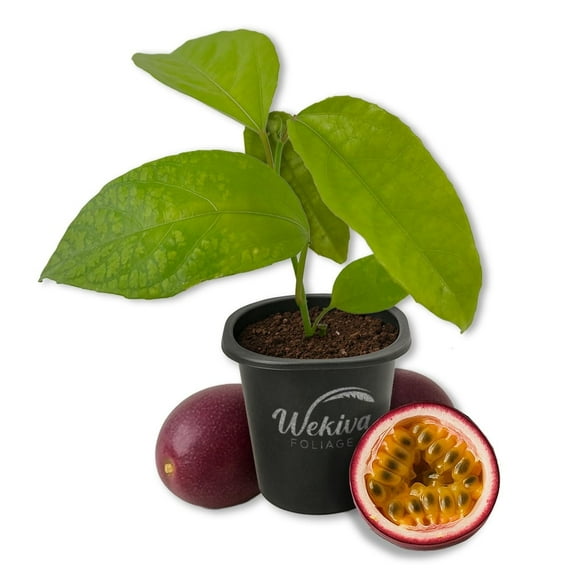 Purple Possum Passion Fruit Plant - 1 Live Starter Plant - Passiflora Edulis - Edible Fruit Bearing Vine for The Patio and Garden