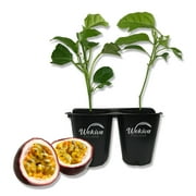 Purple Possum Passion Fruit Plant - 2 Live Starter Plants - Edible Fruit Bearing Vine for The Patio and Garden