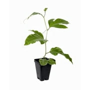 Purple Possum Passion Vine   Edible Passion Fruit Plant - Passiflora Edulis