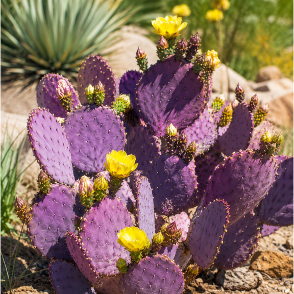 Purple Prickly Pear Cactus Live Plant 4-6 Inch Tall, Purple Cactus for Garden, Patio, Containers, and Outdoor Space