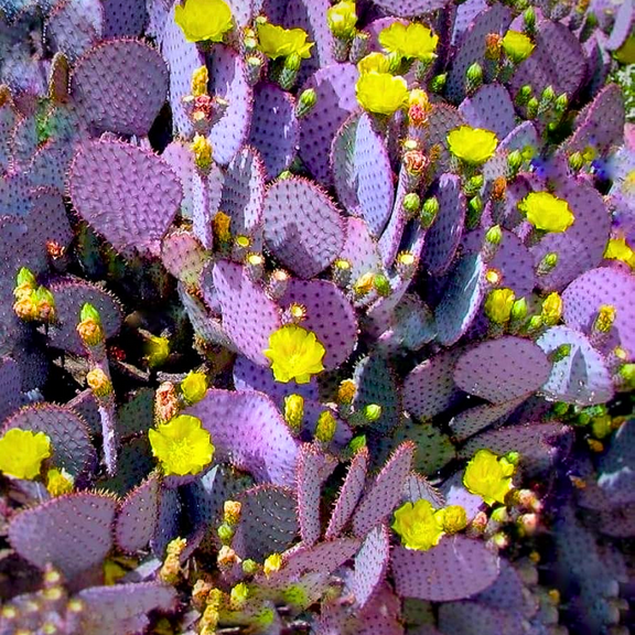 Purple Prickly Pear Cactus Plant Live for Planting Outdoor 3'' Pot