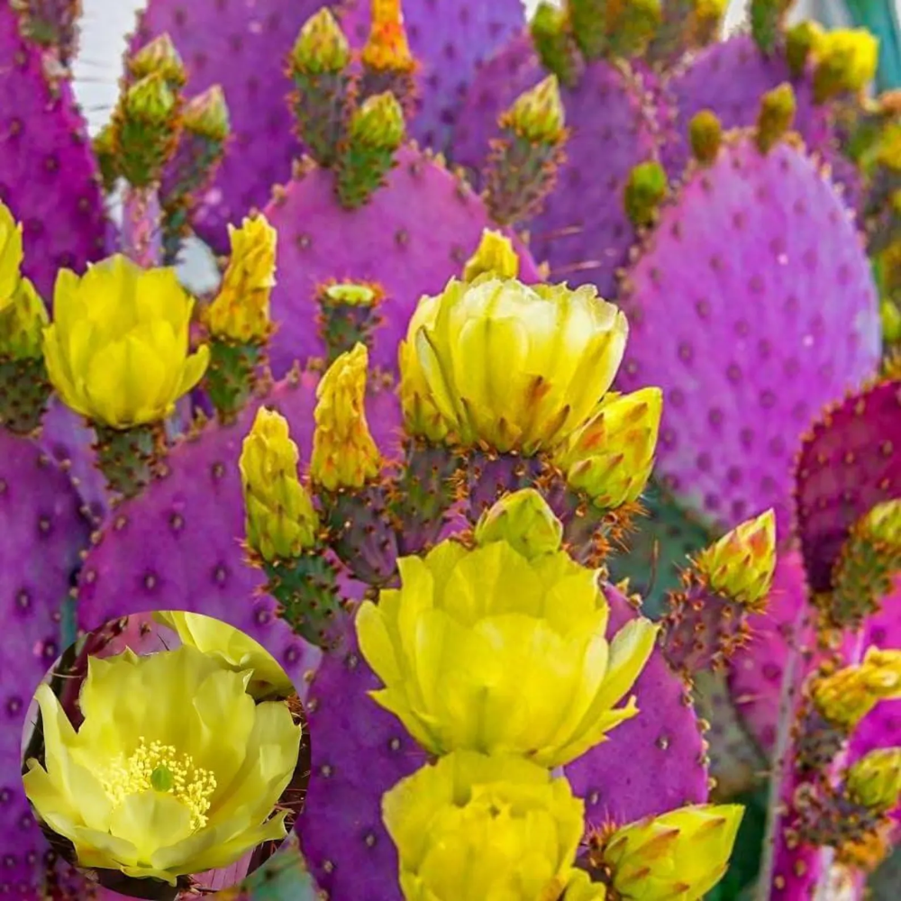 Purple Prickly Pear Cactus Plant in Pot, 6-8'' Tall, Rare Pear Cactus, Live Prickly Pear Cactus Plant for Indoor or Outdoor Planting