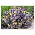 Purple Prickly Pear Live Plant in 3 Inch Pot, Prickly Pear Cactus Plant