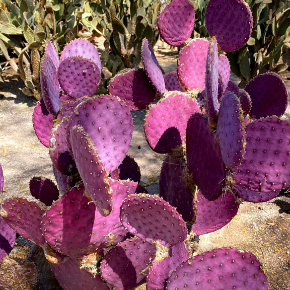 Purple Prickly Pear Plant, Prickly Pear Cactus Live Plant, 3 Inch Pot