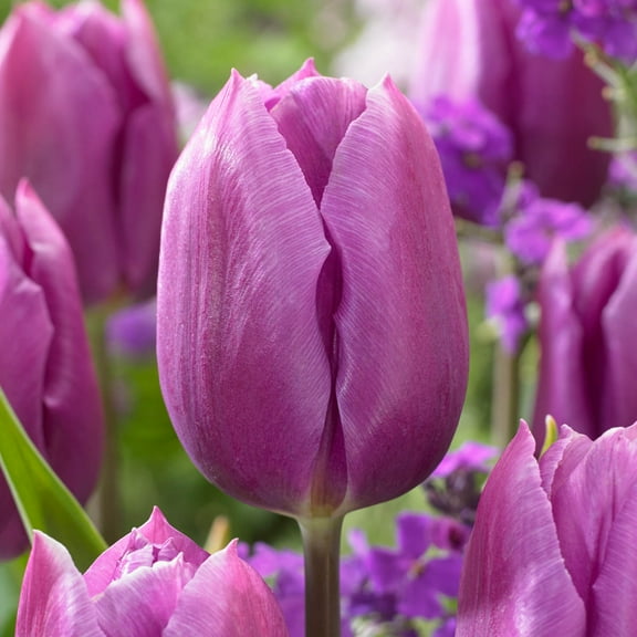 Purple Pride Darwin Hybrid Tulip Dormant Spring Flowering Bulbs 25 Pack